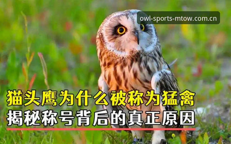 猫头鹰体育登录怎么样 深度揭秘:猫头鹰体育登录怎么样?技术评测背后的真实体验